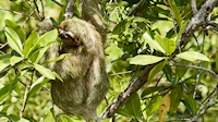 Three toed sloth, slightly active during the day - Térraba-Sierpe mangrove forest park (near Drakes Bay, Osa Peninsula)